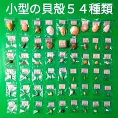 鹿児島県内で採集した「小型の貝殻54種類」 - メルカリ