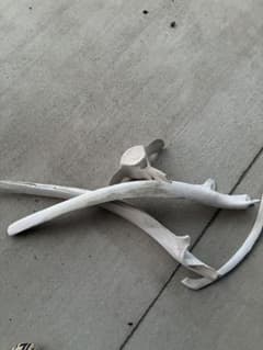 くじら・いるか　骨　鯨　イルカ　4点セット m49048240822_1.jpg?1764659936