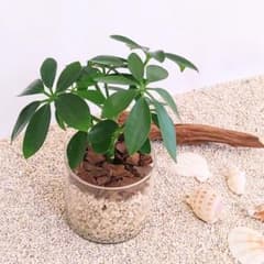 シェフレラ　カポック　ハイドロカルチャー　観葉植物のサムネイル