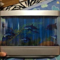 イルカライトのサムネイル