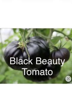 BlackBeauty Tomato 블랙 뷰티 토마토 씨앗