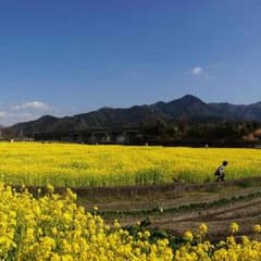 林檎専用のサムネイル