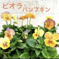 可愛いビオラ♡フラミンゴももか♡♡３号♡5個セット♡ポットごとメルカリ便 園芸ネット本店｜ビオラ：ももか ふらみんごももか3-3.5号ポット の