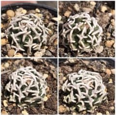 貴重植物　レア種　飛鳥 ナバホア ピービルシアヌス ナバホア 選抜株 貴重植物 レア種 飛鳥 ナバホア ピービルシアヌス ナバホア 選抜株