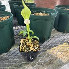 ユキモチソウ素心花　5のサムネイル