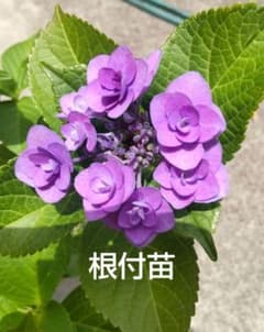 バラ咲き額アジサイ挿し木苗のサムネイル