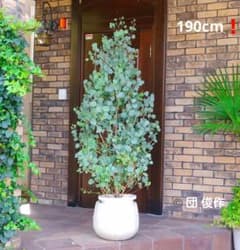 ユーカリ ポポラス苗 190㎝❗ 大型10号 ボリューミー ❗シルバー 