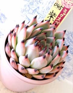 ヒアリナサントドミンゴ×エレガンスラパス札付きポットごとメルカリ便SSSさん苗 ヒアリナサントドミンゴ×エレガンスラパス札付きポットごとメルカリ便