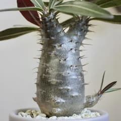 パキポディウム カクチペス 実生4年目 陶器鉢 塊根植物 観葉植物