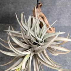 [ 送料無料 ] 流木付き ハリシー (harrisii)のサムネイル