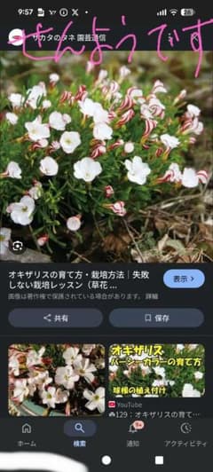 オキザリスシンデレラムーン 球根　おまけ有りますのサムネイル