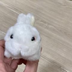 ウサギぬいぐるみ / XLサイズ　オフホワイト【メルカリ市　割引中】 うさぎ ぬいぐるみ ホワイト ミニサイズ - メルカリ