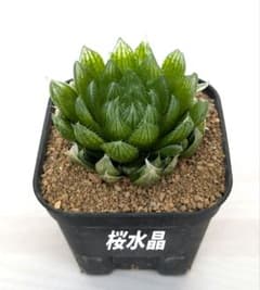 多肉植物　ハオルチア　桜水晶　抜き苗 多肉植物 ハオルチア 桜水晶 抜き苗 - メルカリ