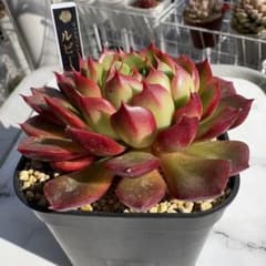 翔*ン様 多肉植物　ミックスベリア　ルビーライム　おらいさん　抜き苗のサムネイル