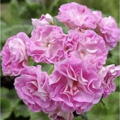 フリル咲ゼラニウム 希少ゼラニウム レアゼラニウム 珍しいゼラニウム