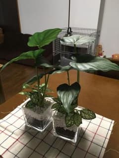 ニトリ観葉植物＾＾造花ですのサムネイル