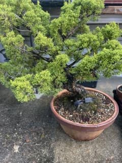 真柏 盆栽 【素材荒木】オークション形式❗️ - メルカリ