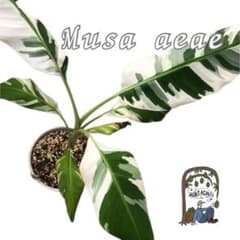 斑入りバナナMusa aeae ムサアエアエMusa florida フロリダ - メルカリ