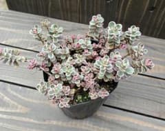 ⑥多肉植物 セダム ☆トリカラー☆ 抜き苗 - メルカリ