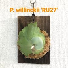 P. willinckii 'RU27' ビカクシダ ウィリンキー - メルカリ