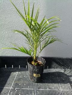 【沖縄産】フェニックスロベレニー31 観葉植物　ヤシ　ドライガーデンのサムネイル