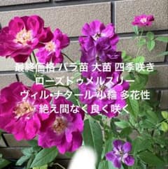 最終価格 バラ苗 大苗 四季咲き ヴィル・ナタール 大苗 多花性 蕾ありのサムネイル
