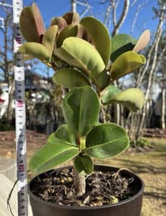 フィカス　マルコ　植物　インテリア フィカス マルコ 植物 インテリア - メルカリ
