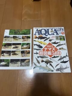 月刊アクアライフ 2025年1月号 ナマズ超図鑑500のサムネイル