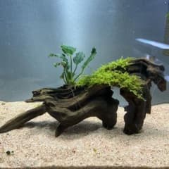第四種郵便】南米ウィローモス活着アヌビアスキリン付き流木 20cm
