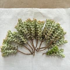 多肉植物　パステル　カット苗Aのサムネイル