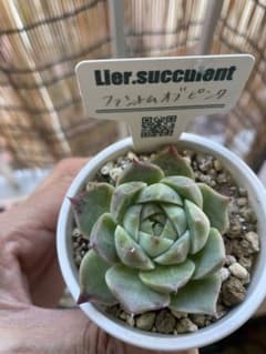 ファントムオブピンク　リエール　多肉のサムネイル