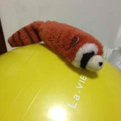 レッサーパンダのぬいぐるみのサムネイル