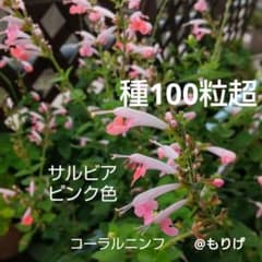 살비아 핑크색 산호 님프 종 100 알갱이 이상