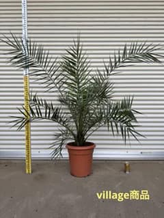送料込み　カナリーヤシ　形状良　新築　鉢植え　現品のサムネイル