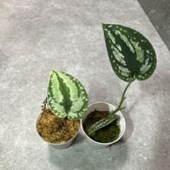スキンダプサスホワイトトリカラー&トリカラーのサムネイル