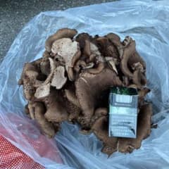 hide様専用　再購入用　香茸のサムネイル