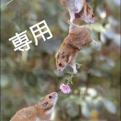 わこちゃんさん専用のサムネイル