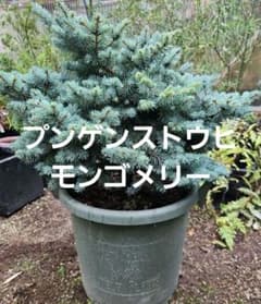 大型　プンゲンストウヒ　モンゴメリー　ポット鉢植え　苗　レア品種 大型 プンゲンストウヒ モンゴメリー バケツ型ポット鉢植え 苗 美樹形