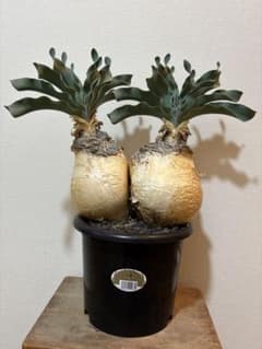 ブーファン ハエマンソイデス 発根済み - メルカリ