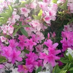 健さま専用のサムネイル