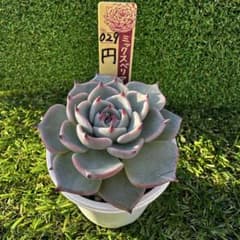 ⑥029 円 まどか ミックスベリア おらいさん苗 札付きません - メルカリ