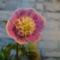 ☀️クリスマスローズ開花株❗☀️4.5号スリットポット植え☀のサムネイル