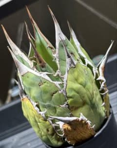 特価！アガベチタノタオアハカ産オテロイ（極上株）超S級superオアハカ