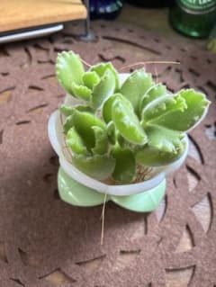 熊童子 3カット苗のサムネイル