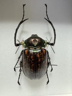 マレーテナガコガネ　標本のサムネイル