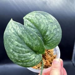 ねここねこ様専用限定1株 スキンダプサス ブラックドラゴン - メルカリ