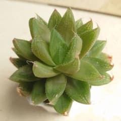 多肉植物　ハオルチア　緑陰②のサムネイル