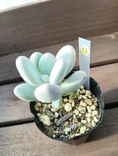 多肉植物【紫美人】抜き苗のサムネイル