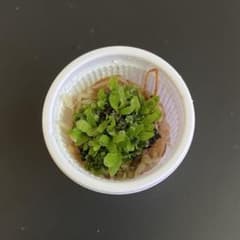 ビカクシダ P. willinckii 