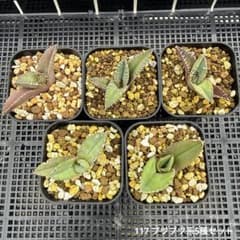 y*g様 117 アガベ　チタノタ ブツブツ系5種セットのサムネイル